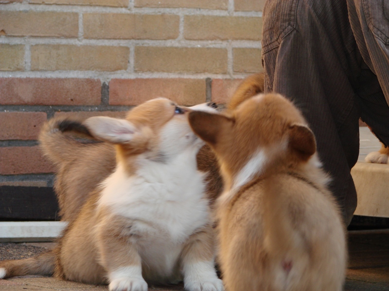 Puppies